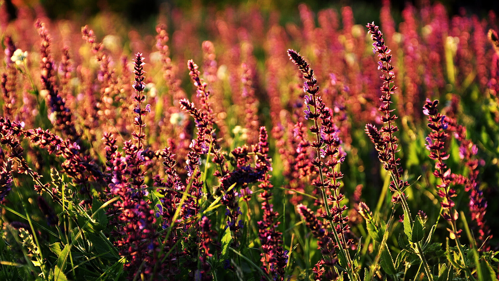 J9九游会-NBA夏季联赛首场战罢，年轻球员表现出色，nba 夏季