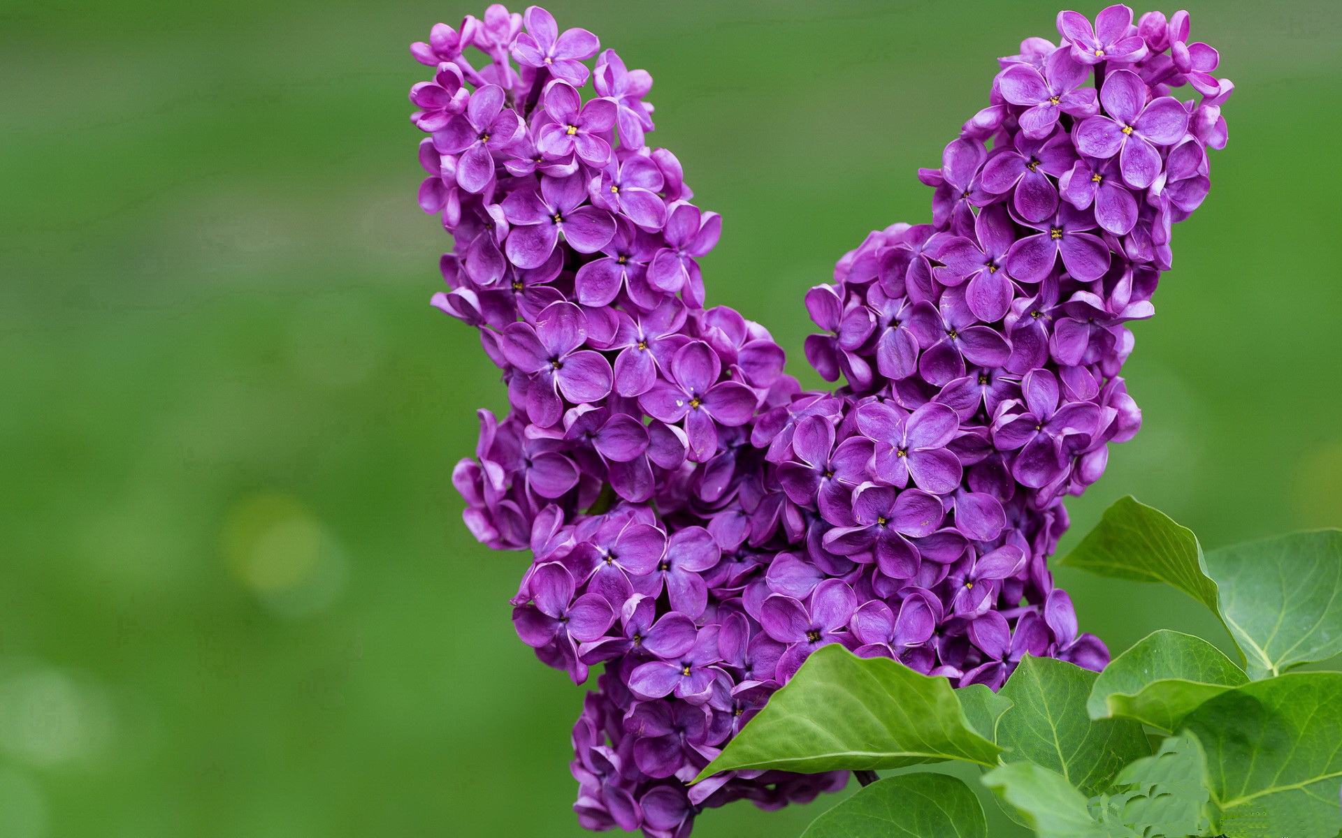 Nine Gaming-切尔西冲浪欧洲海，背水一战全力争胜，切尔西什么水平_