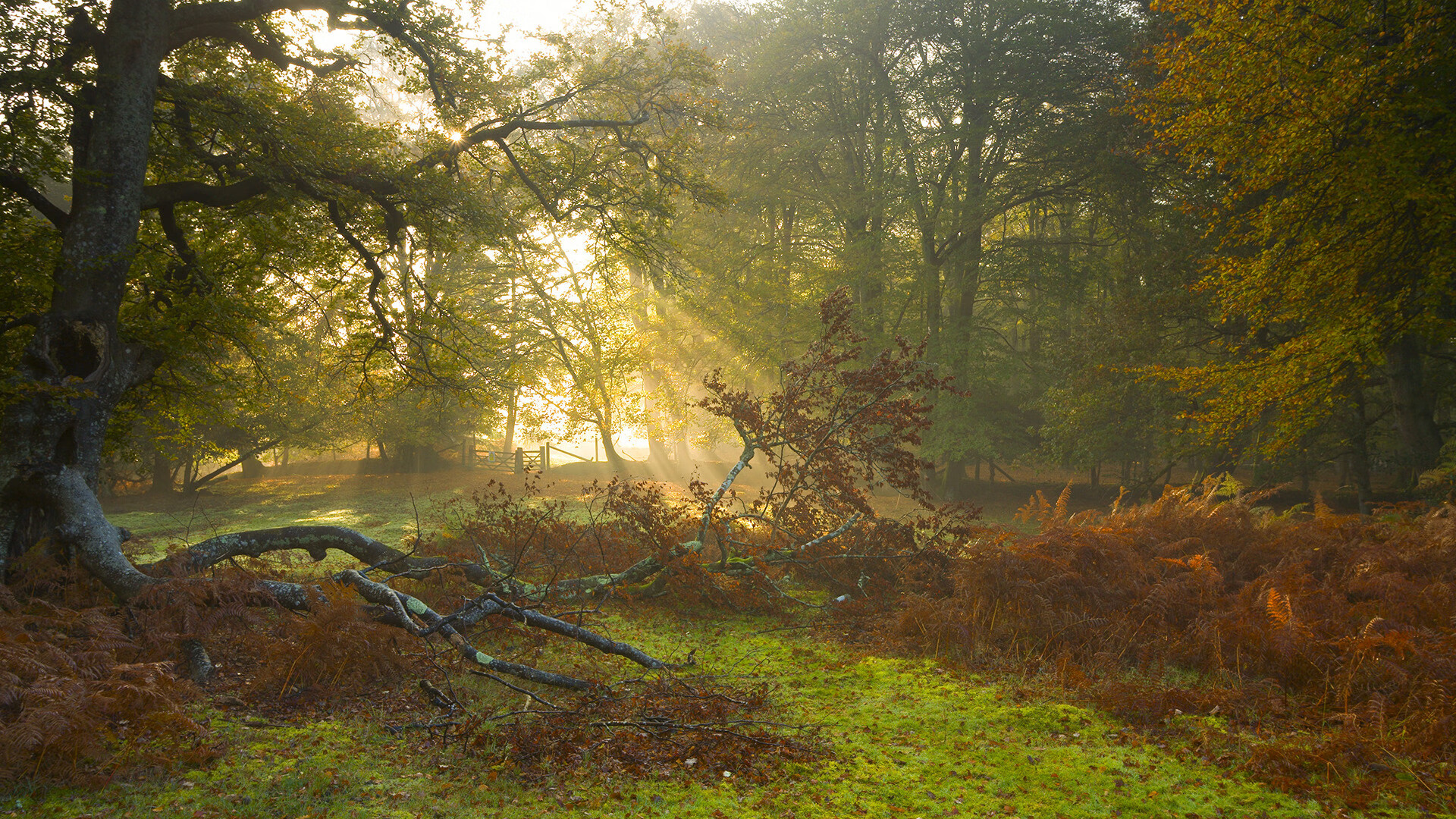 九游体育入口-荷兰在欧洲预选赛中斩获胜利——球迷热情相挺，荷兰欧洲杯预选赛比赛结果